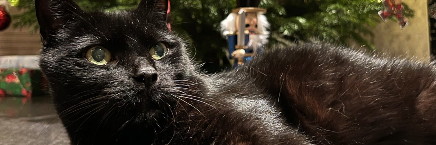 Pépito, the black cat